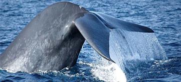 C:\Documents and Settings\Shhammi\Desktop\whales.jpg