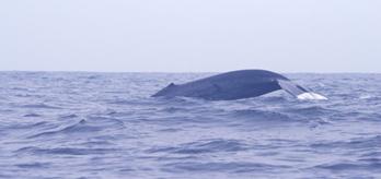 C:\Documents and Settings\Shhammi\Desktop\whale 021.jpg