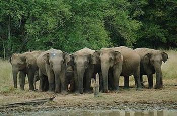 C:\Documents and Settings\Shhammi\Desktop\Yala_nationalpark2pg.jpg