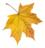 C:\Documents and Settings\Admin\��� ���������\��� �������\�������\��� �������\�������\������\klen11.jpg
