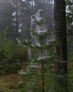 паутина