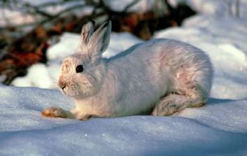 http://*****/mail/sabrinawolf/animals_and_i/i-100.jpg