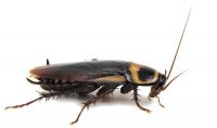 Прусак