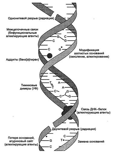 &Rcy;&icy;&scy;. 6.2. &Tcy;&icy;&pcy;&ycy; &pcy;&ocy;&vcy;&rcy;&iecy;&zhcy;&dcy;&iecy;&ncy;&icy;&jcy; &scy;&tcy;&rcy;&ucy;&kcy;&tcy;&ucy;&rcy;&ycy; &Dcy;&Ncy;&Kcy; &icy; &acy;&gcy;&iecy;&ncy;&tcy;&ycy;, &icy;&khcy; &vcy;&ycy;&zcy;&ycy;&vcy;&acy;&yucy;&shchcy;&icy;&iecy;