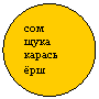 Овал: сом
щука
карась
ёрш