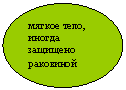Овал: мягкое тело,
иногда
защищено
раковиной