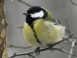 ������� ������, Parus major