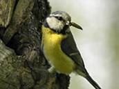 ���������, Parus caeruleus