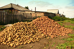 http://upload.wikimedia.org/wikipedia/commons/thumb/9/9d/%D0%91%D1%83%D1%82%D0%B0%D0%BA%D0%BE%D0%B2%D0%BE_%D0%BE%D1%81%D0%B5%D0%BD%D1%8C%D1%8E.jpg/250px-%D0%91%D1%83%D1%82%D0%B0%D0%BA%D0%BE%D0%B2%D0%BE_%D0%BE%D1%81%D0%B5%D0%BD%D1%8C%D1%8E.jpg
