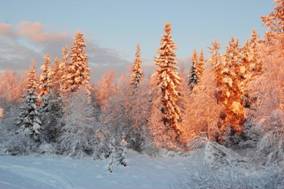 http://*****/files/infoskan/Image/_copy_of_rozovoe_utro17.jpg