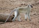 http://www.wildlife-pictures-online.com/image-files/monkey107.jpg