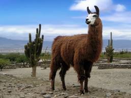 http://*****/blog/wp-content/uploads/2009/08/Lama_animal.jpg