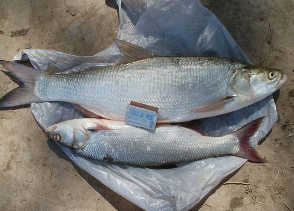 D:\Documents and Settings\Admin\������� ����\ipg\forum\fish_ka\temryuk\zhereha.JPG