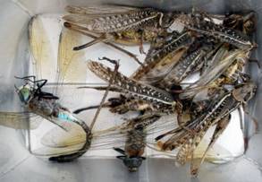 D:\Documents and Settings\Admin\������� ����\ipg\forum\fish_ka\temryuk\nazhivka.JPG