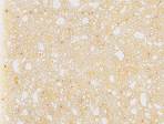 ��������: C:\Users\Asus\Desktop\���� �����\LXS-370-Golden-Tortilla.jpg