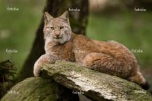 luchs (). ���� ����, ���������� ����, �������� ����, ������� ����, ������ ����