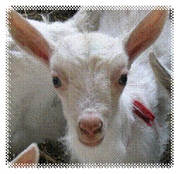 F:\���. ������.2010\��� ��������� ������� ����\���� ��� 1\Small_goat.jpg