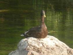 image061