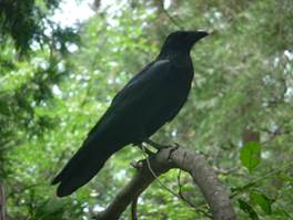 image067