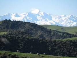 \\IVAN_DESKTOP\My Documents\My Pictures\New Zealand Photos\Locate\Fam trip Sergey Aug 2009\Best\Optimize\Sheep_green_snow.jpg