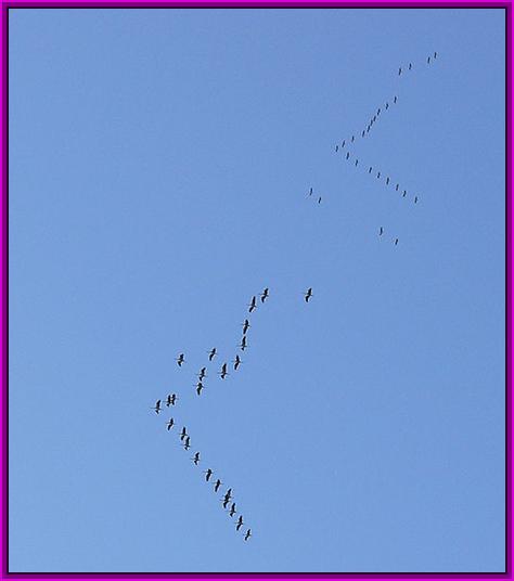 ����:Grus grus flocks.jpg