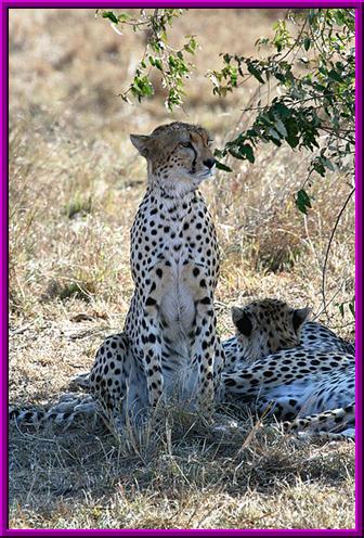 ����:Maasai Mara Cheetah.jpg
