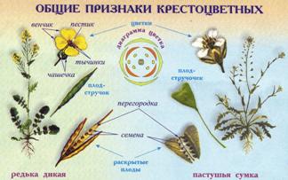 img181 copy
