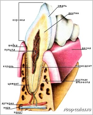 teeth_pic