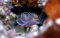 ���������� �������