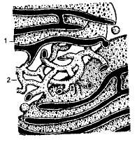 http://www.sbio.info/images/tmp3D0-19.jpg