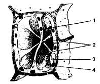 http://www.sbio.info/images/tmp3D0-21.jpg