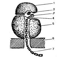 http://www.sbio.info/images/tmp3D0-23.jpg