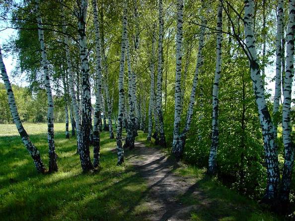 http://*****/pavel_egorov/home/turism/les03.jpg