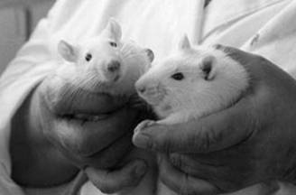 C:\Users\�������\Desktop\animal-myushki.jpg