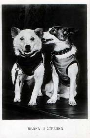 C:\Users\�������\Desktop\belka-strelka-1.jpg
