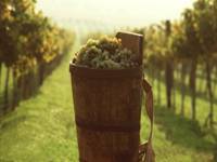 http://*****/images/stories/kirandulas/fall%20in%20tokaj.jpg