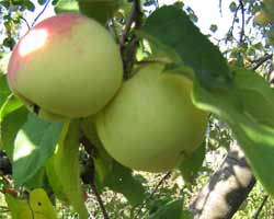 apple_kulikov