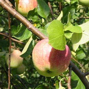Malus-Berkutovskoe