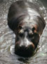 hippo