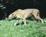cheetah