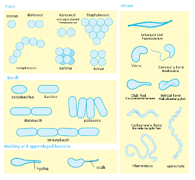 ����:Bacterial morphology diagram.svg