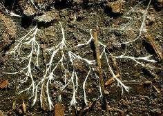 ����:Hyphae.JPG