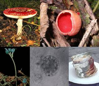 ����:Fungi collage.jpg