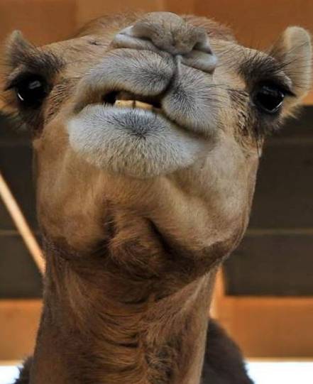 camel