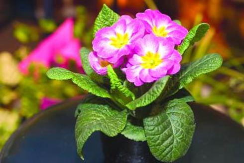 -primula1