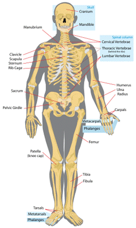 A human skeleton