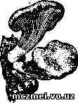 texnologiya-vyrashhivaniya-gribov-veshenka-chast-1