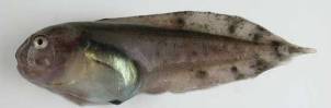 polar_ringbuk_jm2001_023