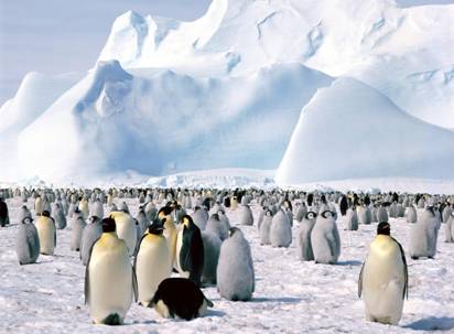 http://people.cornellcollege.edu/JCarter09/IMAGES/Emperor_Penguins,_Weddell_Sea,_Antarctica.jpg
