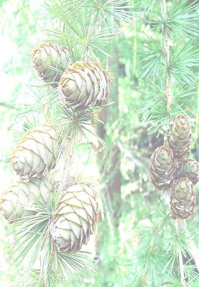 Larix_decidua_closeup2